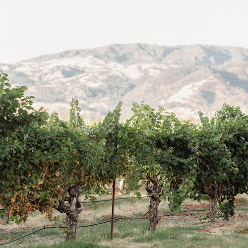 Vineyard with rocky hill in background