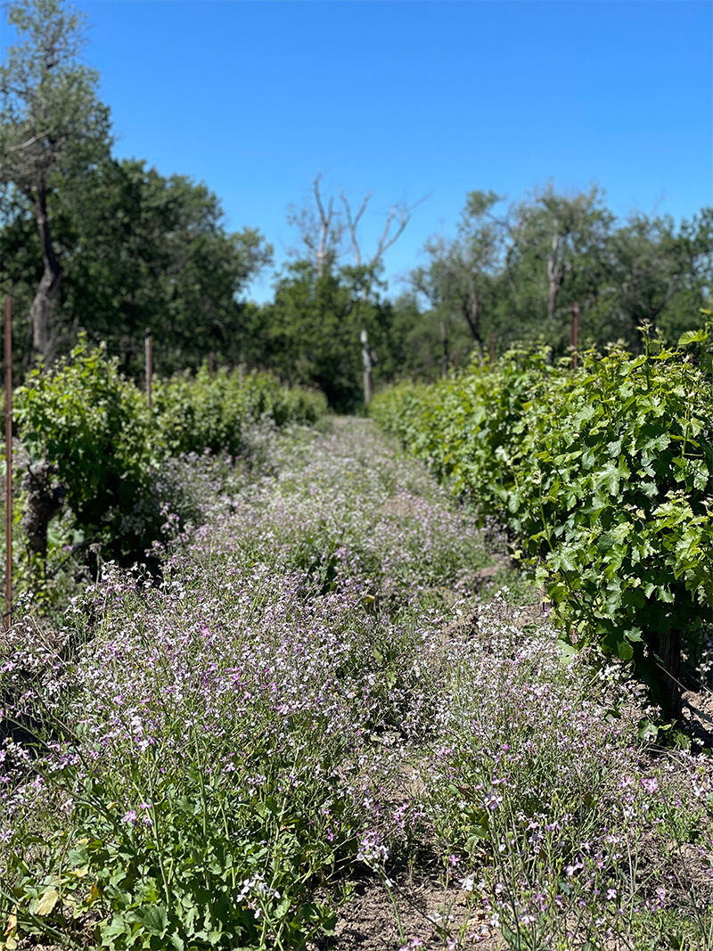 Small wallflowers growing in a vineyard