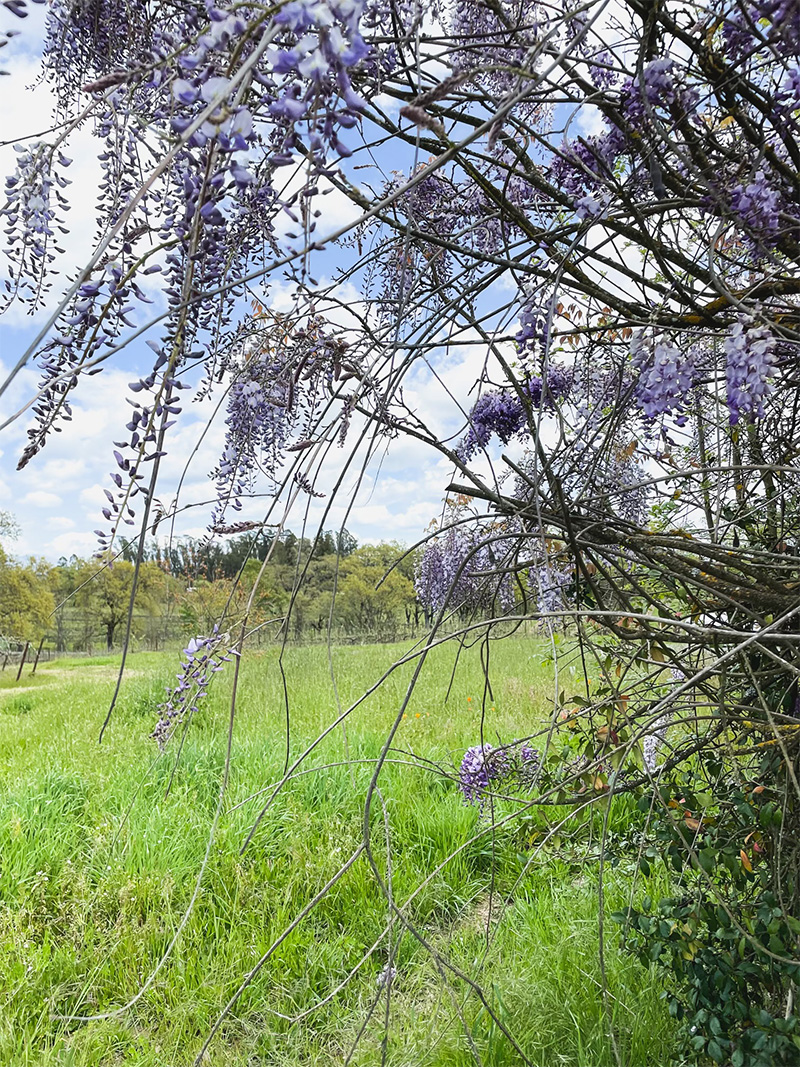 Purple flower bush