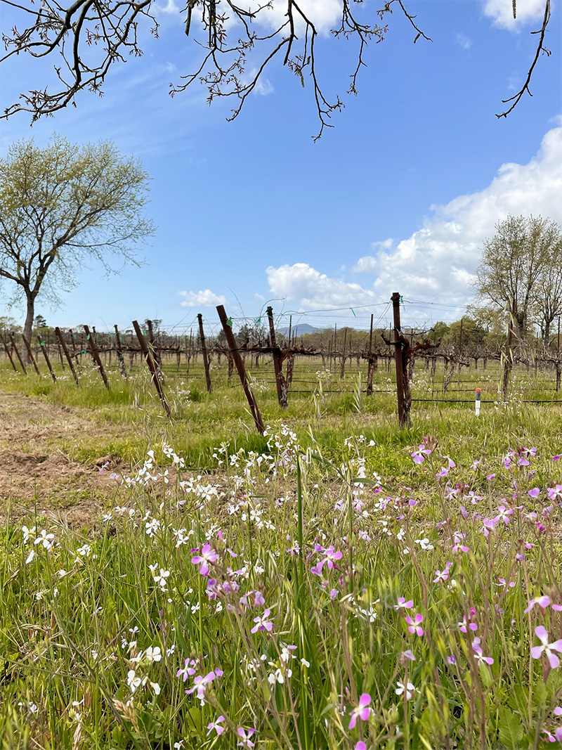 Purple and white wildflowers