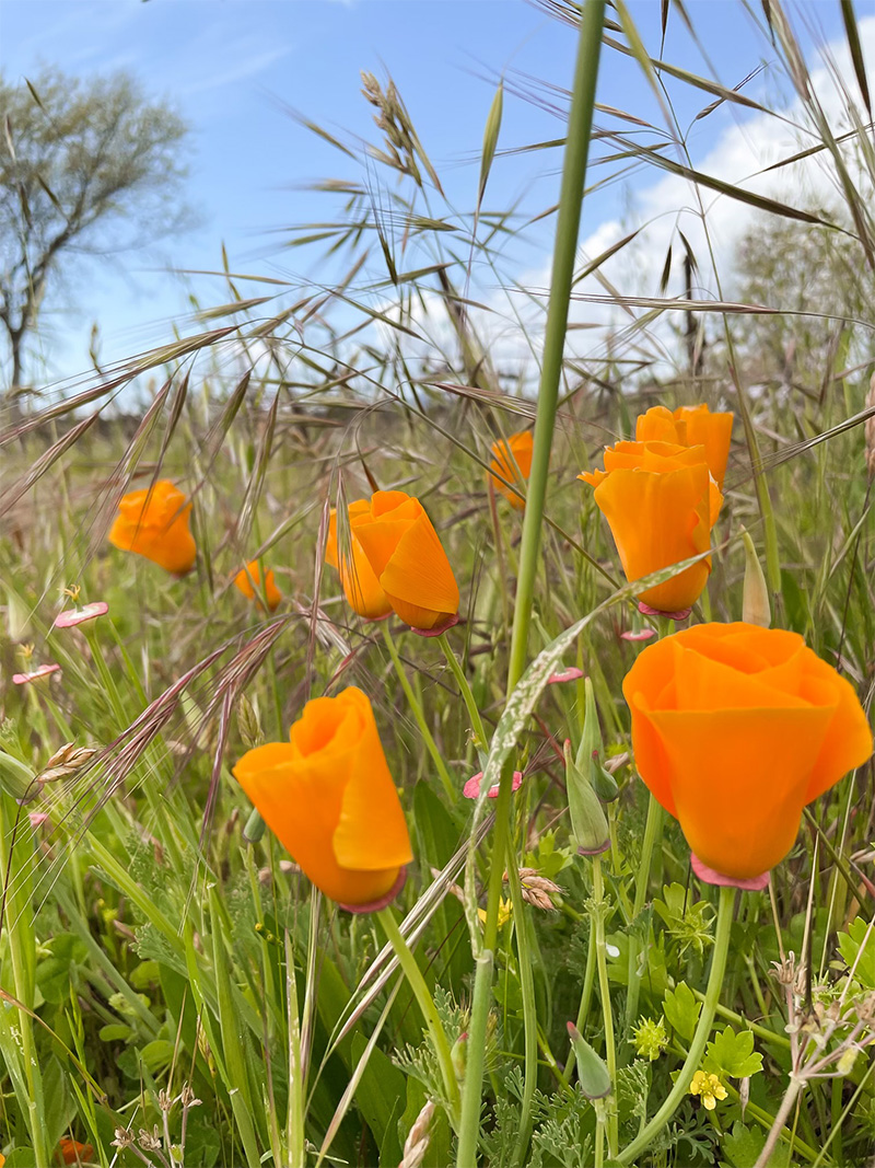 Orange wildflowers